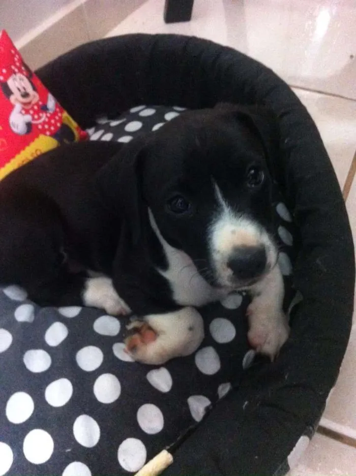 Cachorro raça nao sei idade Abaixo de 2 meses nome sem nome