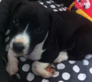 Cachorro raça nao sei idade Abaixo de 2 meses nome sem nome