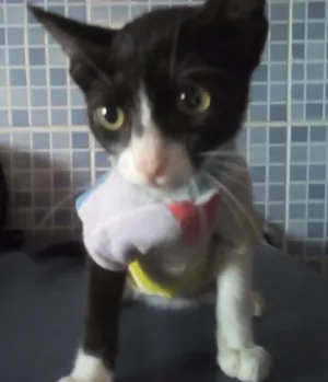 Gato raça SRD idade 2 a 6 meses nome Sem nome