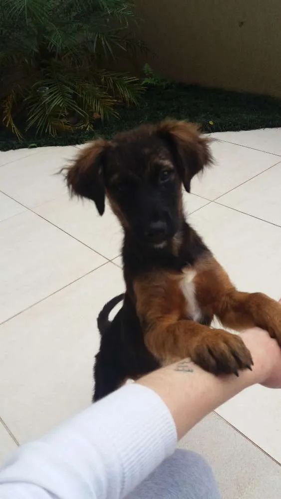 Cachorro ra a Sem raça definida idade 2 a 6 meses nome Bebê 