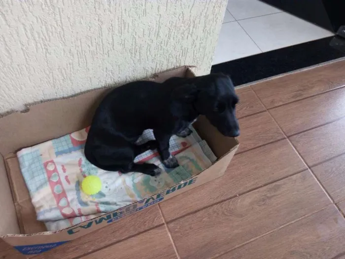 Cachorro ra a Não Definida idade 2 a 6 meses nome Annie