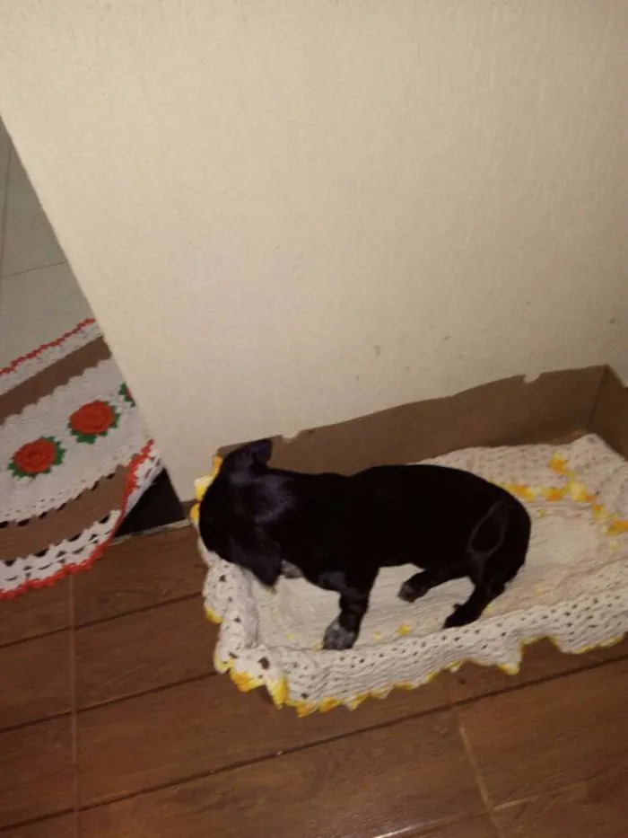 Cachorro ra a Não Definida idade 2 a 6 meses nome Annie