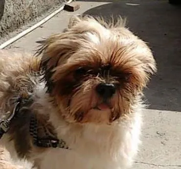 Cachorro ra a Shitzu idade  nome Não sei