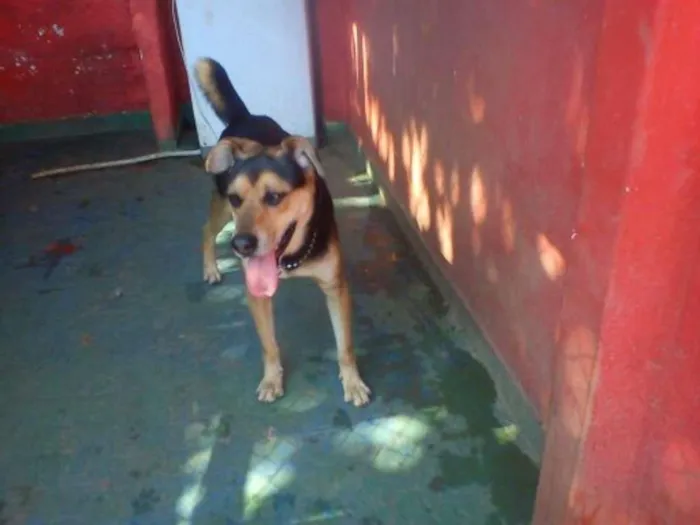 Cachorro ra a SRD idade 4 anos nome Ozzy