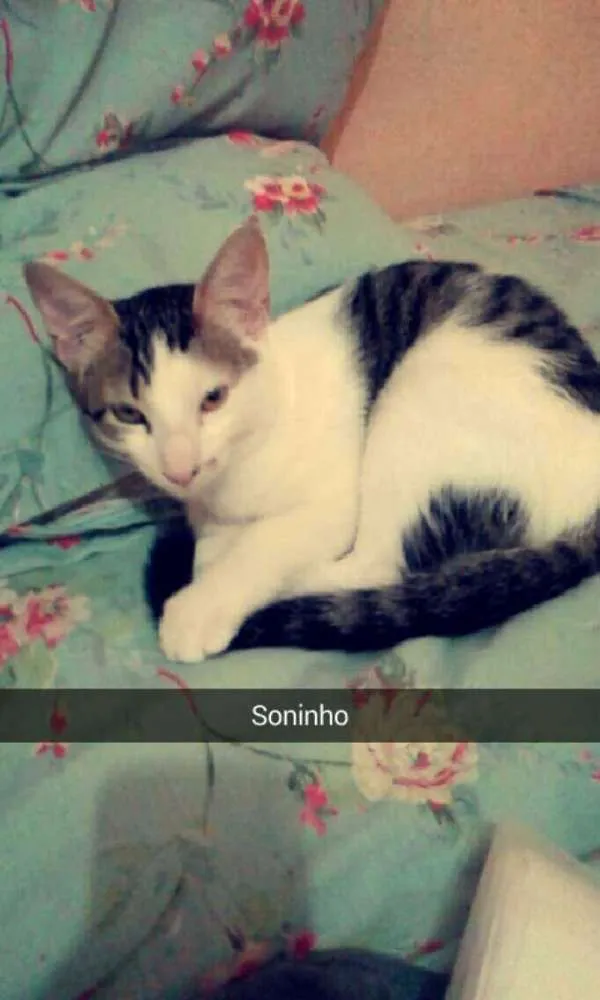 Gato raça Vira-lata idade 2 a 6 meses nome Kylo e Luke (gêmeos)