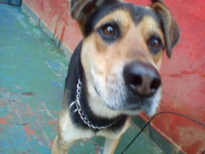 Cachorro ra a SRD idade 4 anos nome Ozzy