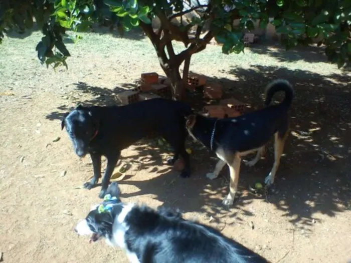 Cachorro ra a SRD idade 4 anos nome Ozzy