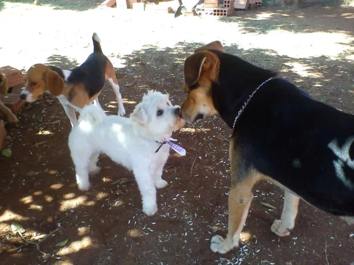 Cachorro ra a SRD idade 4 anos nome Ozzy