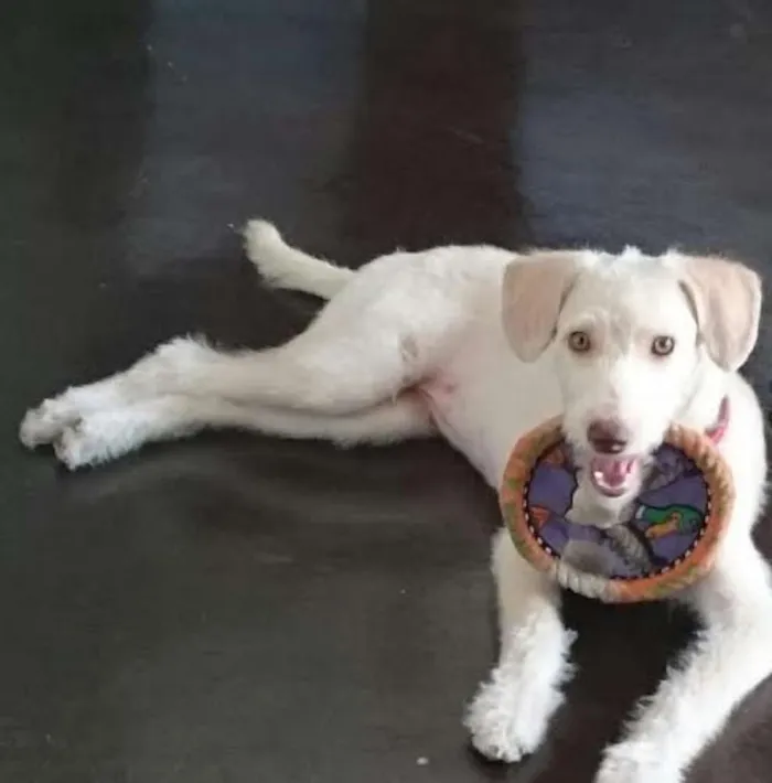 Cachorro ra a Vira lata idade 1 ano nome LUNA