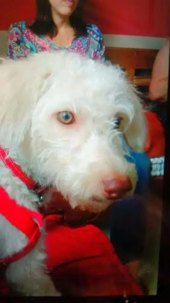 Cachorro ra a Vira lata idade 1 ano nome LUNA