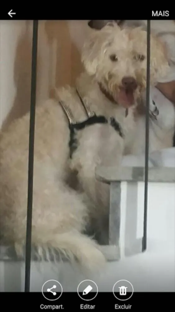 Cachorro ra a Vira lata idade 1 ano nome LUNA