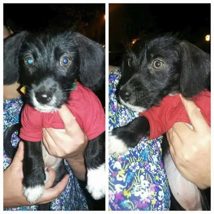 Cachorro ra a srd idade 2 a 6 meses nome Suzi