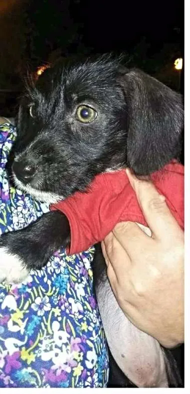 Cachorro ra a srd idade 2 a 6 meses nome Suzi
