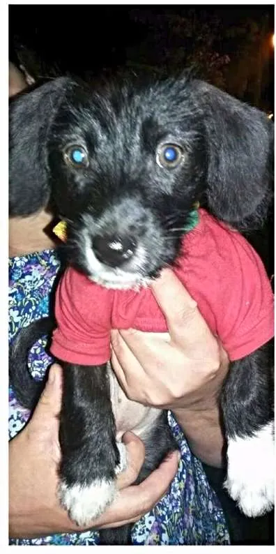 Cachorro ra a srd idade 2 a 6 meses nome Suzi