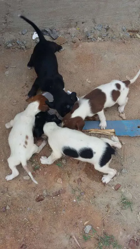 Cachorro raça vira lata idade Abaixo de 2 meses nome Dilma, negao,  aeci