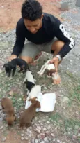Dilma, negao,  aeci