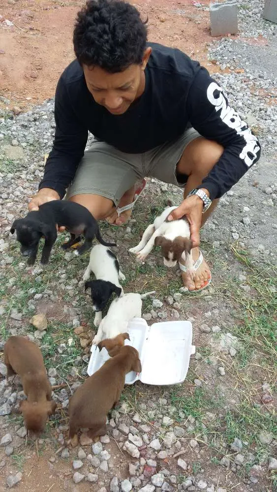 Cachorro raça vira lata idade Abaixo de 2 meses nome Dilma, negao,  aeci
