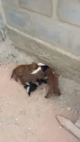 Dilma, negao,  aeci
