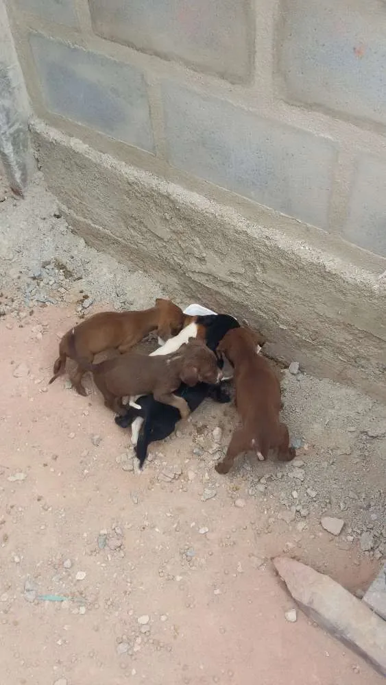 Cachorro raça vira lata idade Abaixo de 2 meses nome Dilma, negao,  aeci