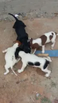Dilma, negao,  aeci