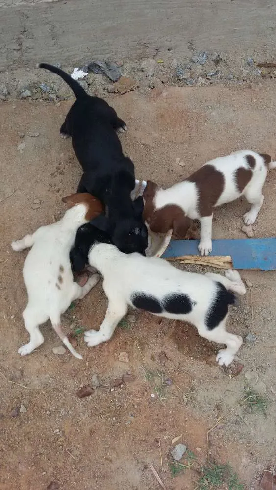 Cachorro raça vira lata idade Abaixo de 2 meses nome Dilma, negao,  aeci
