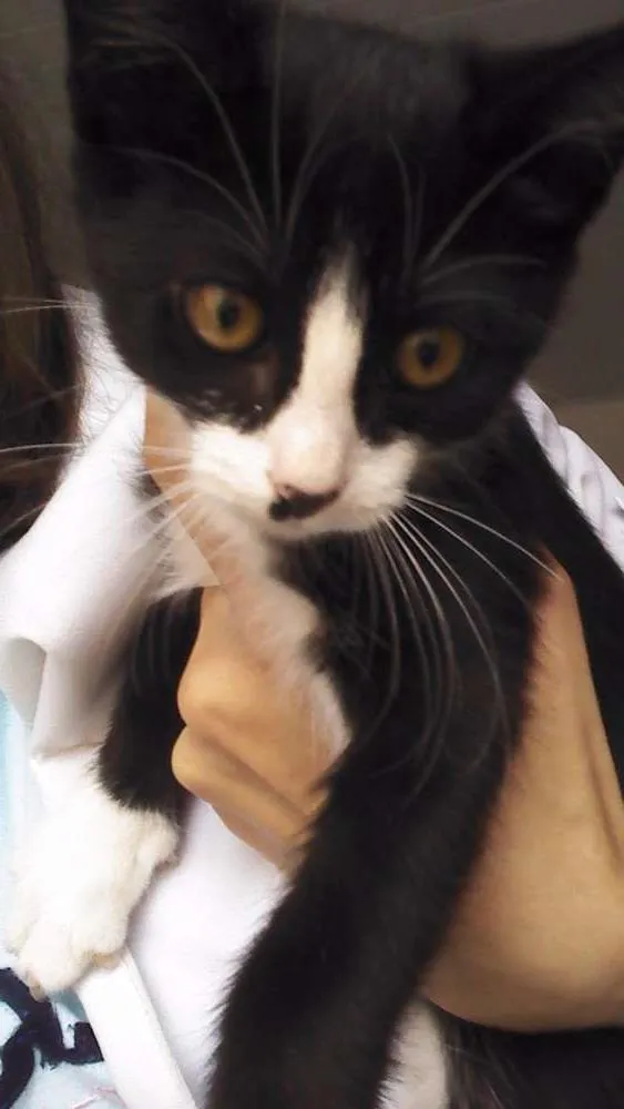 Gato ra a Srd idade 2 a 6 meses nome Marrie
