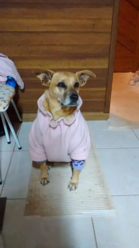 Cachorro ra a SRD idade 6 ou mais anos nome Felícia