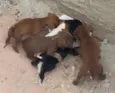 Dilma, negao,  aeci