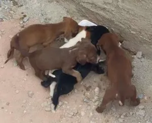 Cachorro raça vira lata idade Abaixo de 2 meses nome Dilma, negao,  aeci