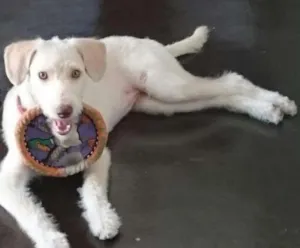 Cachorro raça Vira lata idade 1 ano nome LUNA