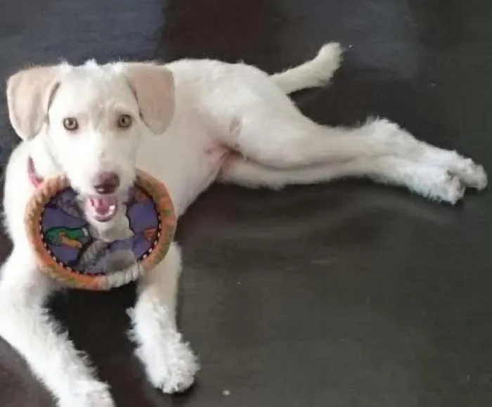Cachorro ra a Vira lata idade 1 ano nome LUNA