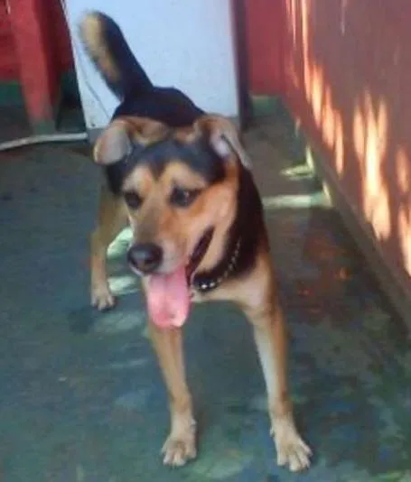 Cachorro ra a SRD idade 4 anos nome Ozzy