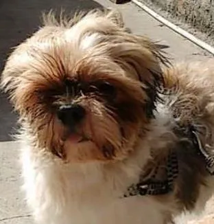 Cachorro ra a Shitzu idade  nome Não sei