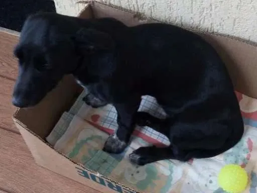 Cachorro ra a Não Definida idade 2 a 6 meses nome Annie