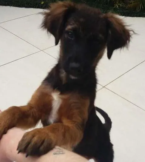 Cachorro ra a Sem raça definida idade 2 a 6 meses nome Bebê 