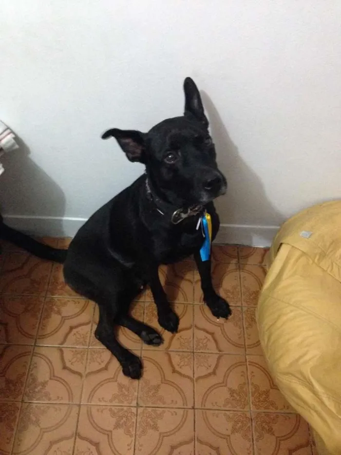 Cachorro ra a srd idade 1 ano nome Apollo