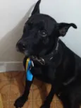 Apollo