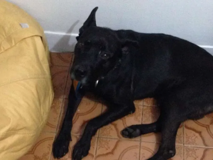 Cachorro ra a srd idade 1 ano nome Apollo