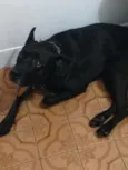 Apollo