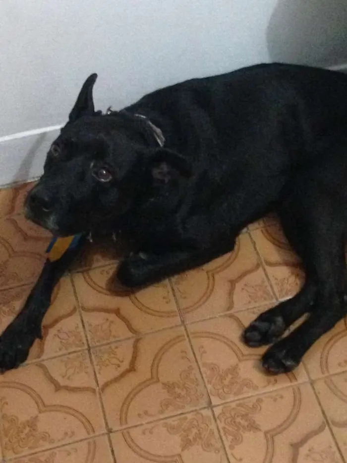 Cachorro ra a srd idade 1 ano nome Apollo