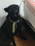 Apollo