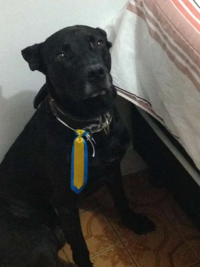 Cachorro ra a srd idade 1 ano nome Apollo