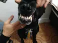 Apollo