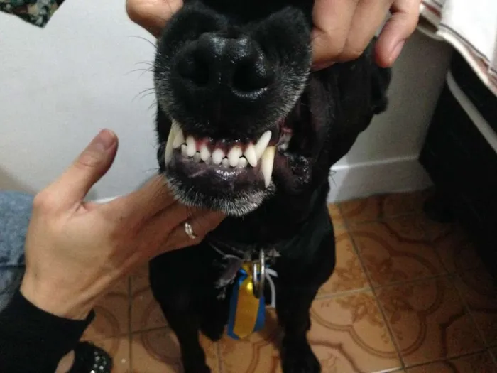 Cachorro ra a srd idade 1 ano nome Apollo