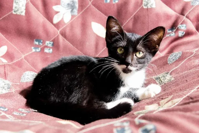 Gato ra a SRD idade 2 a 6 meses nome Ana