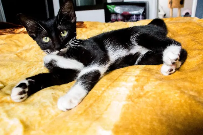 Gato ra a SRD idade 2 a 6 meses nome Ana