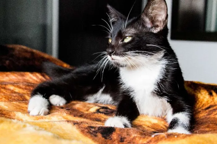 Gato ra a SRD idade 2 a 6 meses nome Ana