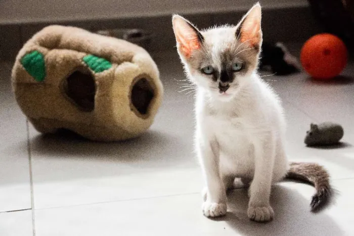 Gato ra a  idade Abaixo de 2 meses nome Beto