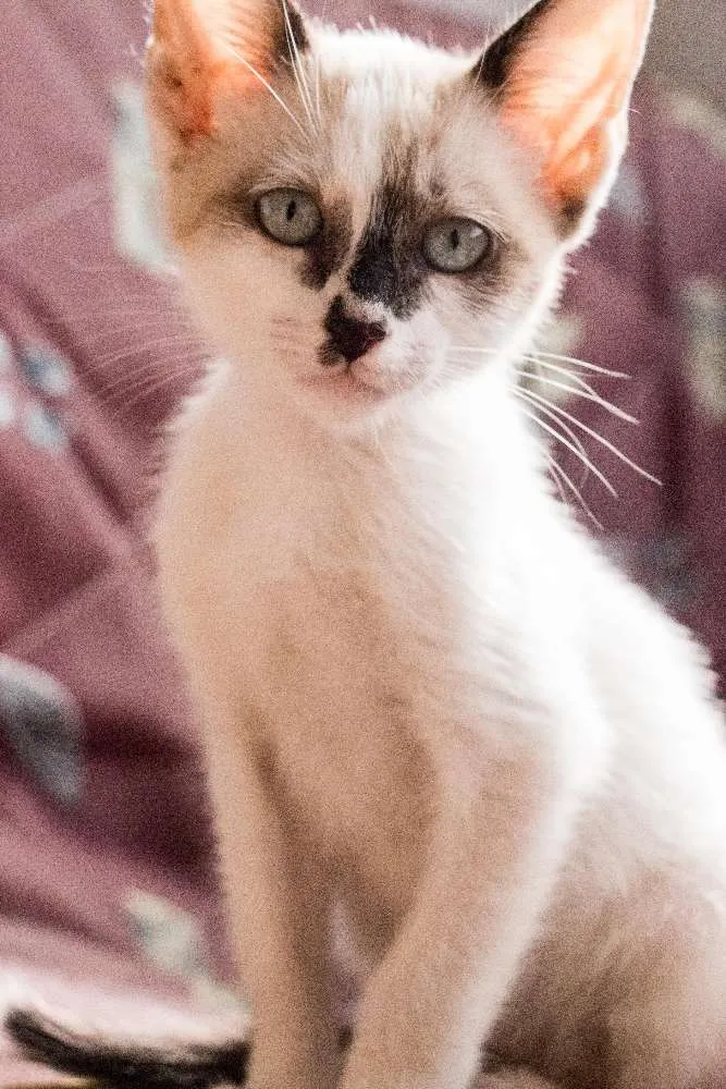 Gato ra a  idade Abaixo de 2 meses nome Beto