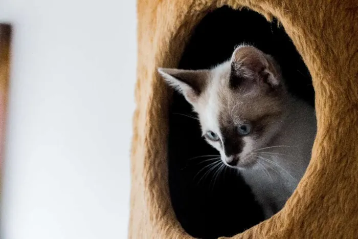 Gato ra a  idade Abaixo de 2 meses nome Beto